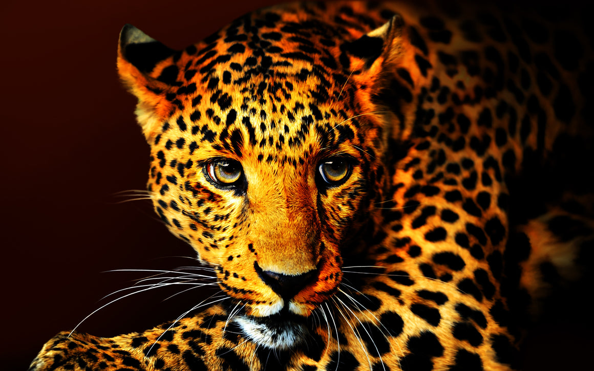 Leopard Number 1, by Ron Cole