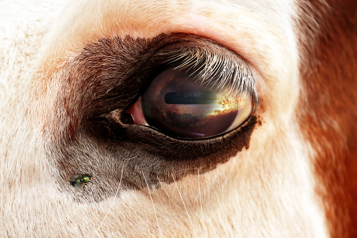 Painted Horse Eye, by Ron Cole